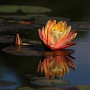 FG Mannheim 15 Motzko Josef